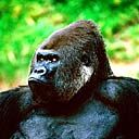 gorilla