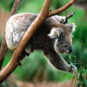 koala