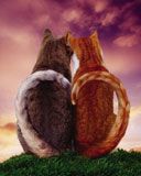 cats