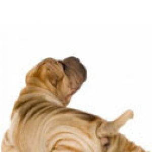 Shar-pei