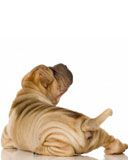 Shar-pei