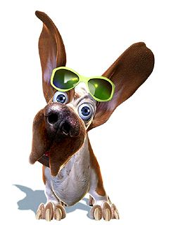 Basset Hound