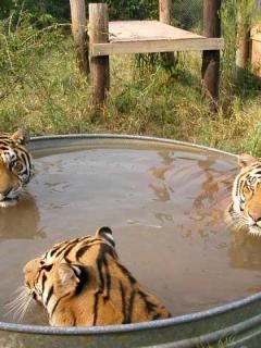 Tigers