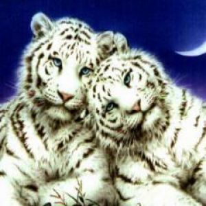 White Tiger