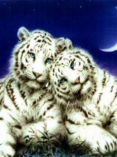 White Tiger