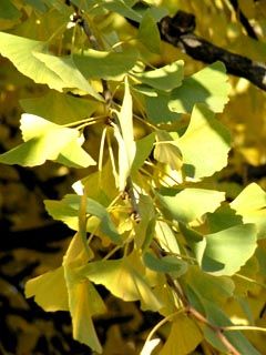 ginko