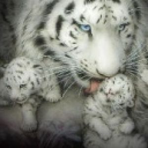 white tiger