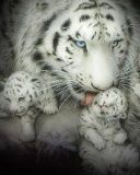 white tiger