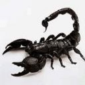 scorpion