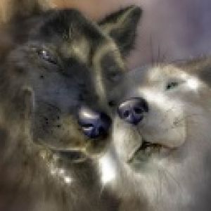 wolfs