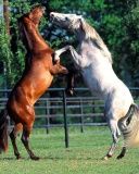 horse