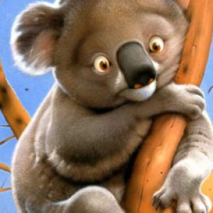 Koala