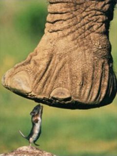 Elephant and Mouse