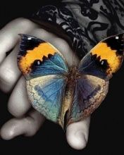 Butterfly