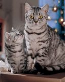 cats