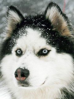 Husky