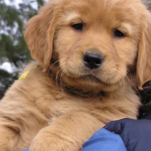 Golden Retriever