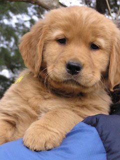 Golden Retriever