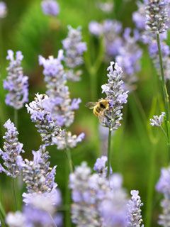 lavender