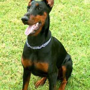 Doberman
