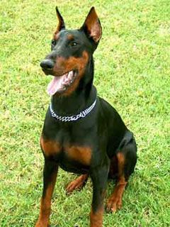 Doberman