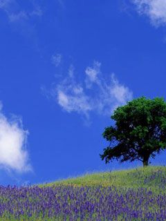 Provence