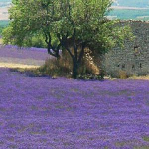 Provence