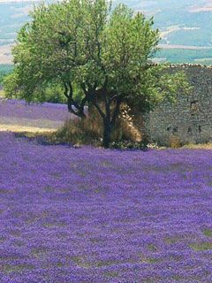 Provence