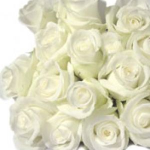 white rose