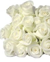 white rose