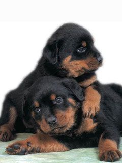 rottweiler