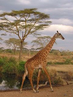 giraffe