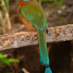 motmot