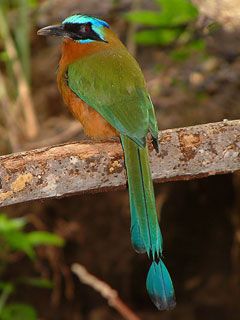 motmot
