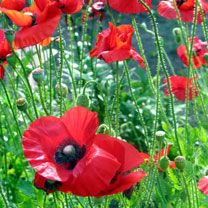 poppies