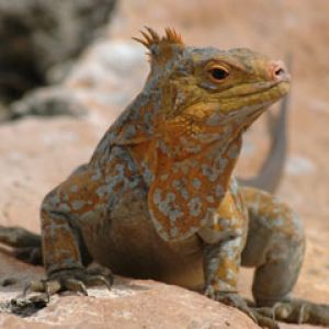 bahamas iguana