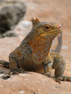 bahamas iguana