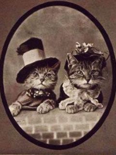 Cats