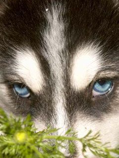 husky