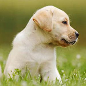 labrador-retriever