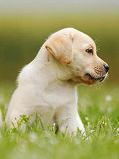 labrador-retriever