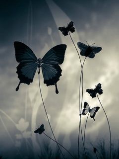 Butterflies