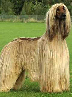 afgan agar 