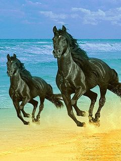 horse