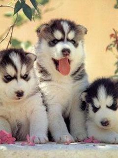 husky