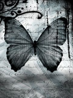 Black Butterfly