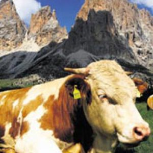 Tirol
