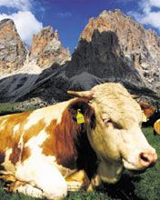 Tirol