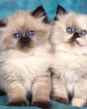 cats