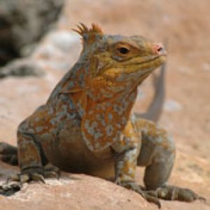 Bahamas-iguana